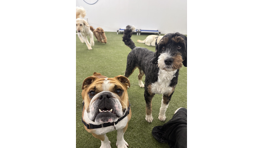 Two dogs stand at the front, with one bulldog and a fluffy, black-and-white dog. Other dogs play in the background on the grass.