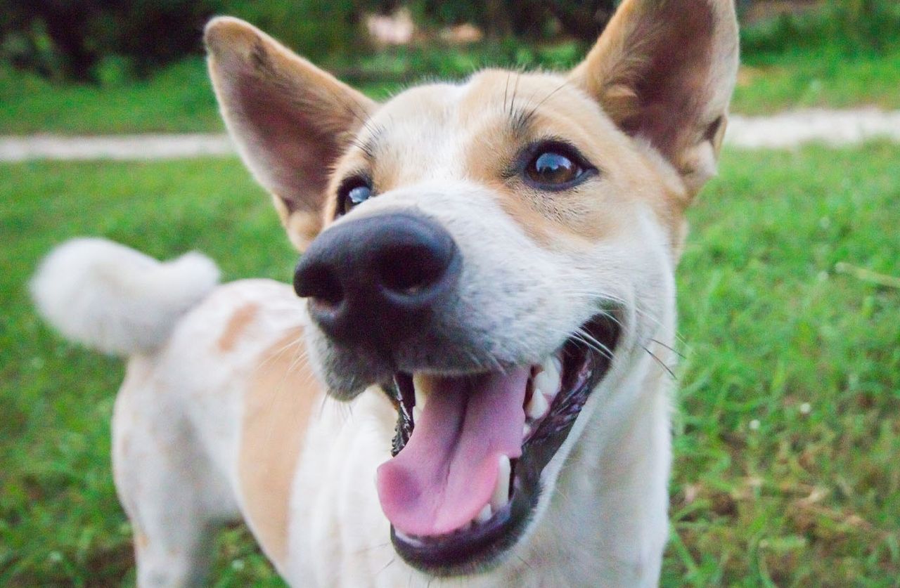 Happy dog with tan and white fur, smiling widely, standing on green grass with a blurred background.