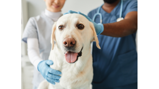 A smiling Labrador being gently examined by two veterinarians wearing scrubs and gloves in a clinic setting.