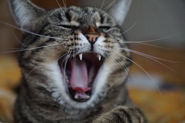 A close-up of a tabby cat yawning widely, showing its teeth and closed eyes, with a blurred background.