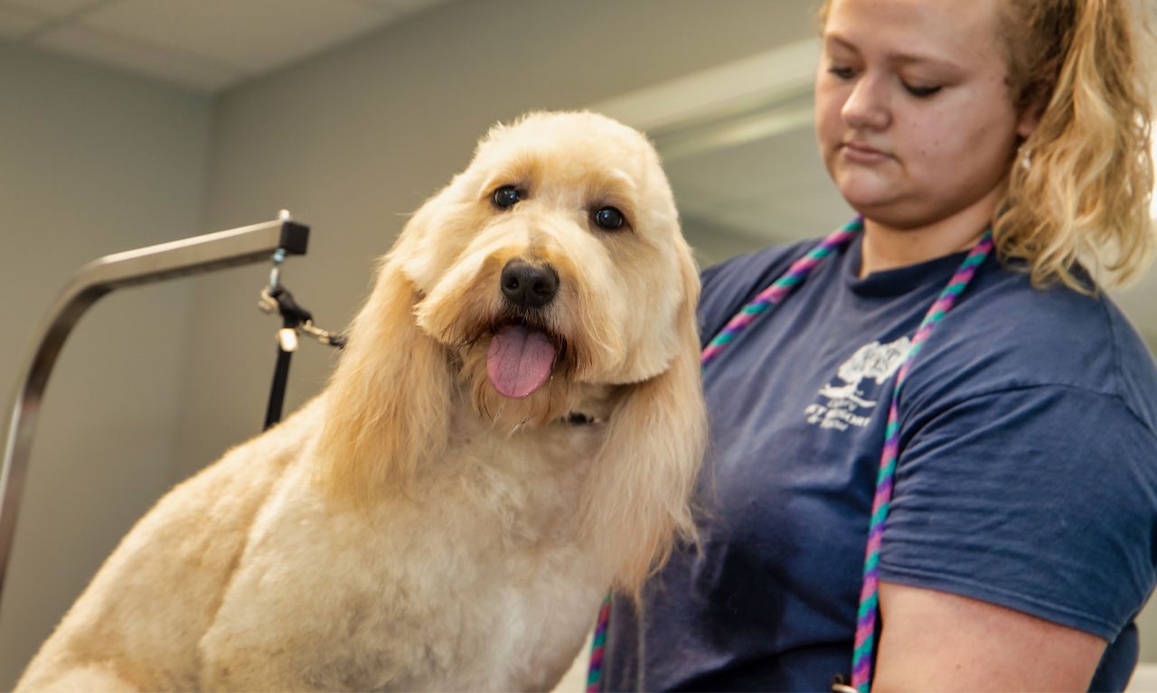A golden-haired dog being groomed by a person in a blue shirt, standing calmly on a grooming table with its tongue slightly out.