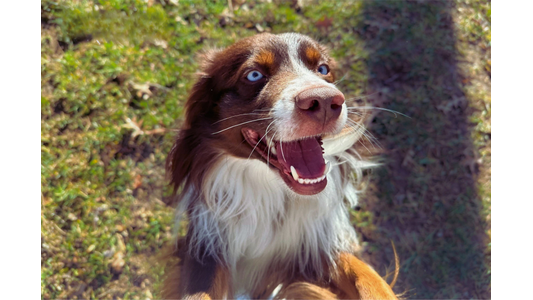 A brown and white dog with blue eyes and an open mouth looks up excitedly while standing on grass.