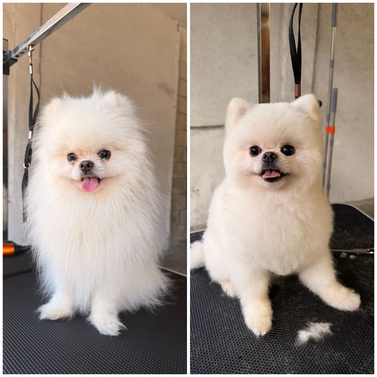 White dog before and after being groomed.
