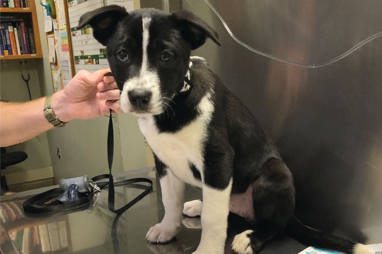 A black and white puppy sitting on a table in a veterinary clinic next to a person holding its leash.
