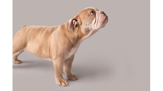 Bulldog standing on a neutral background, looking upward with ears perked, showcasing its wrinkled face and muscular build.