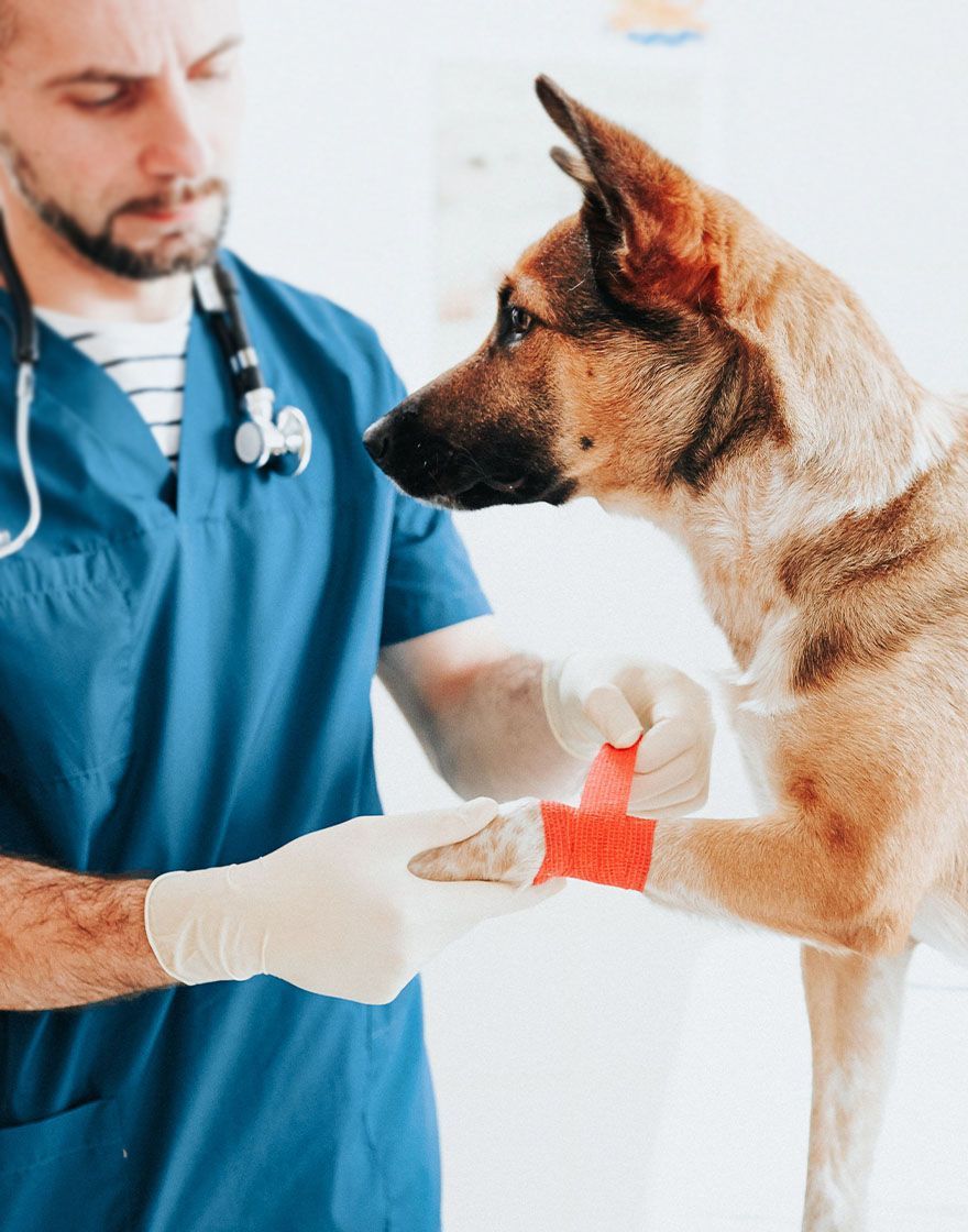 A veterinarian in blue scrubs wraps a dog's paw with red bandage in a bright examination room.