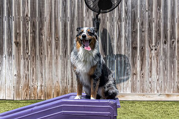 Blue merle Australian Shepherd sitting proudly on a purple play structure in a fenced outdoor dog daycare yard