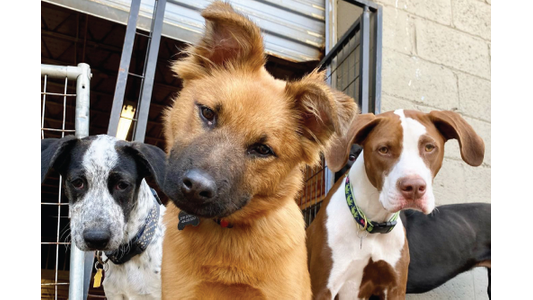 Three curious mixed-breed dogs posing together at a dog daycare, with a tan pup tilting its head toward the camera