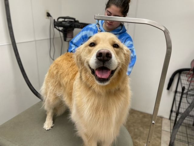 Golden retriever on a grooming table, looking happy, with a person in a blue hoodie grooming it in the background.