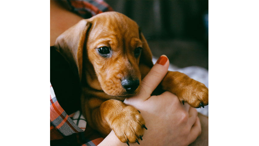 A small brown dachshund puppy with floppy ears is being gently held by a person with painted nails and a plaid shirt.
