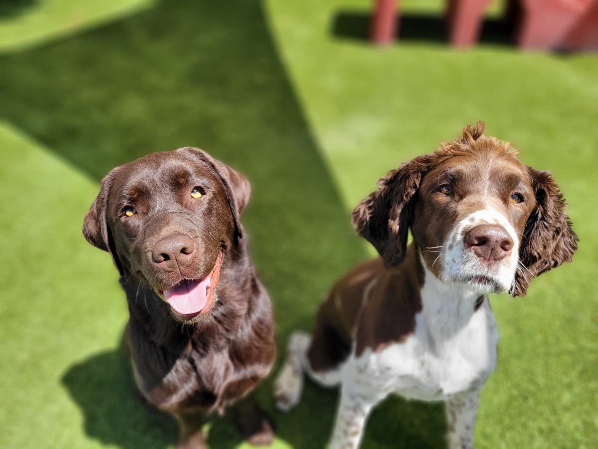 Two dogs sitting on green grass; one brown with a pink tongue, the other is brown and white, looking up with alert expressions.