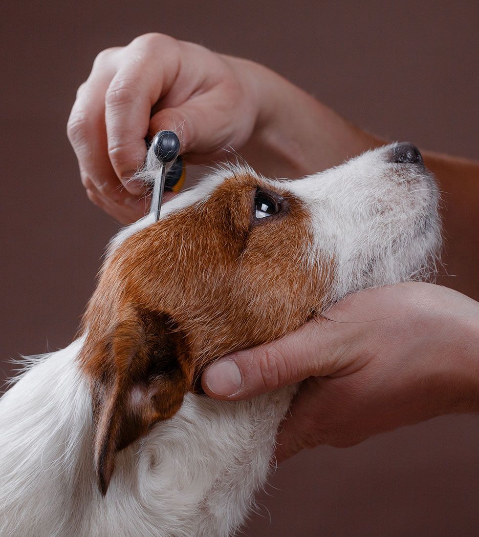 A person combing a white and brown dog.