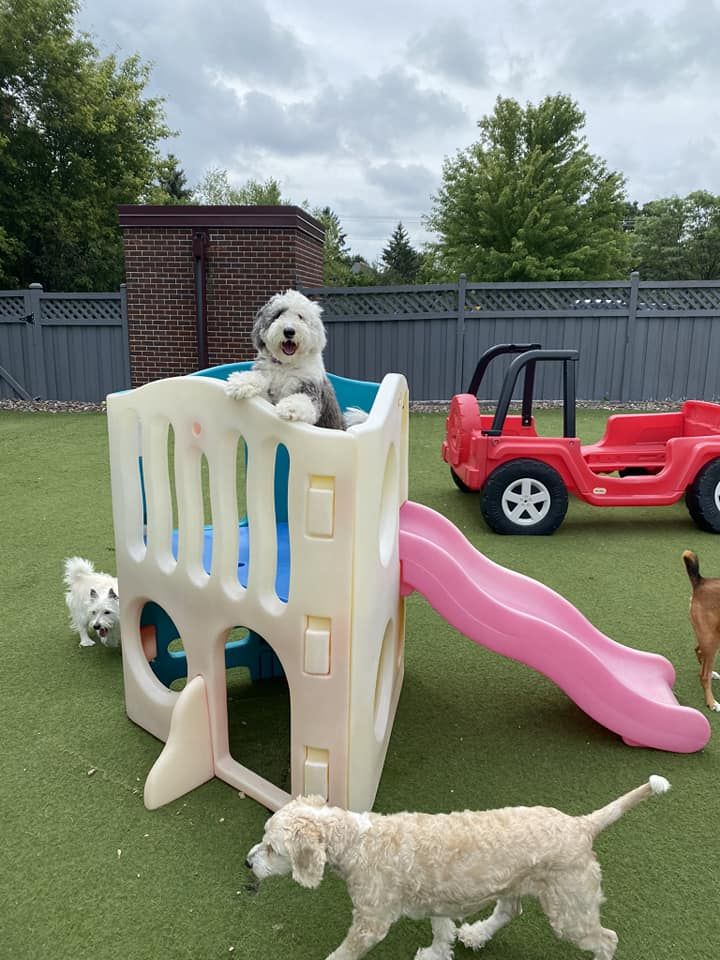 A dog sits atop a plastic playhouse slide while three other dogs roam nearby on artificial grass, with toy cars in the background.