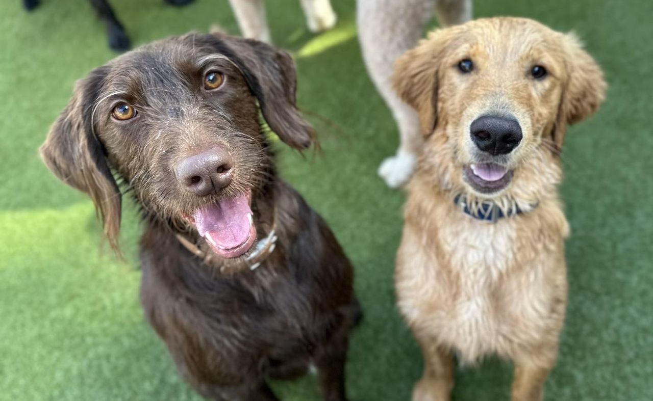 Two happy dogs sitting on grass, one brown with long ears and the other golden with lighter fur, both looking up with open mouths.