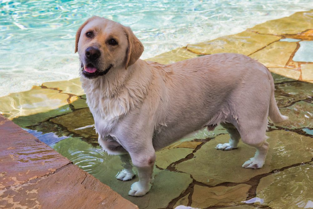 A cheerful yellow Labrador retriever standing on a shallow stone tanning ledge in a swimming pool on a bright sunny day