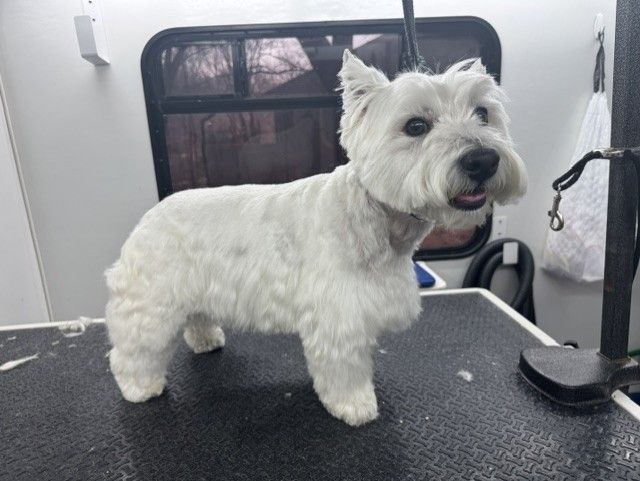 dog