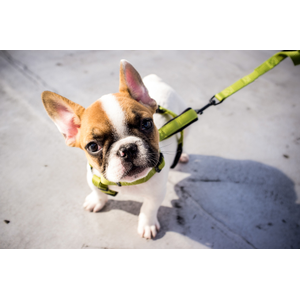 A small French Bulldog puppy with brown and white fur, wearing a green harness and leash, standing on a light-colored surface.