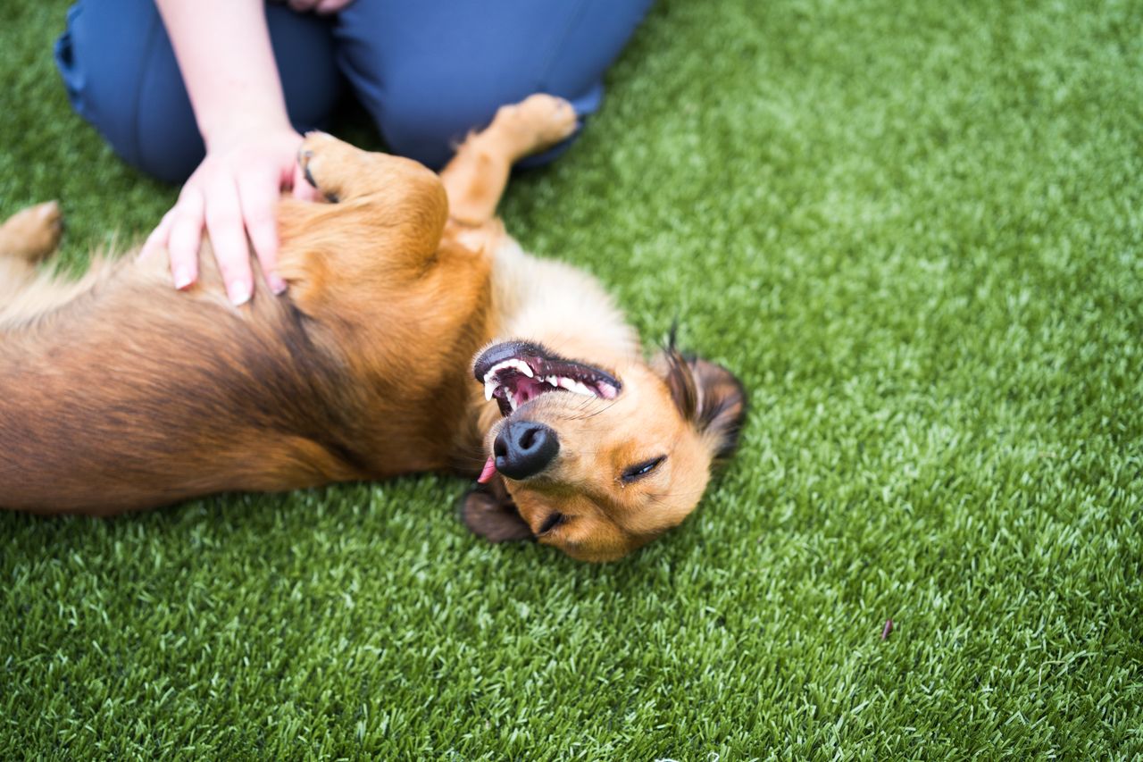 A happy brown dog lying on its back on grass, getting a belly rub from a person's hand, with its mouth open in a joyful expression.