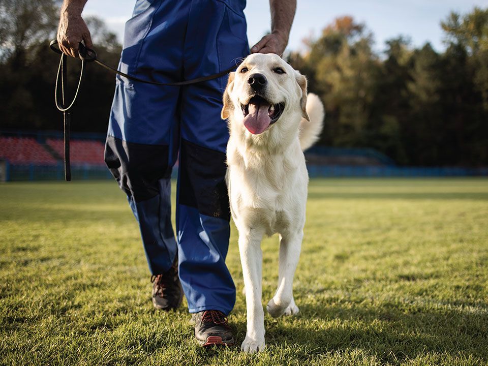 Rivermist trainer n blue overalls walks a happy Labrador on a leash across a grassy field, with trees in the background.