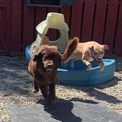Two playful puppies, one brown and one tan, are running and jumping outside near a small plastic structure on a sunny day.