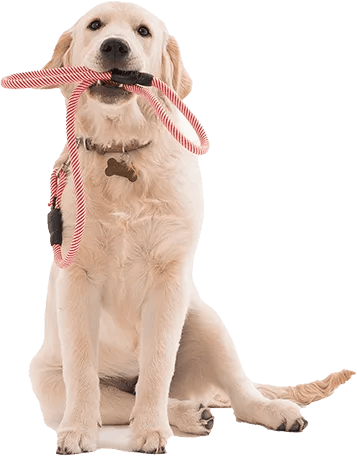 Golden retriever sitting with a red and white leash in its mouth, wearing a bone-shaped tag.