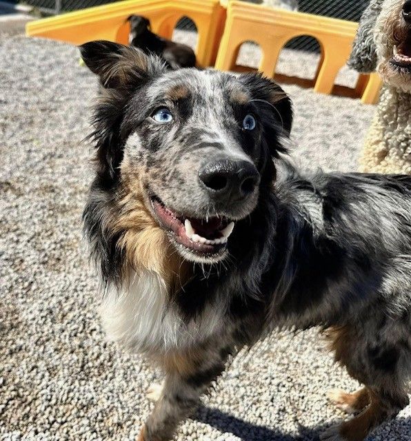 Merle-coated dog with blue eyes stands on gravel, smiling with ears perked. Background includes plastic playground pieces and another dog.