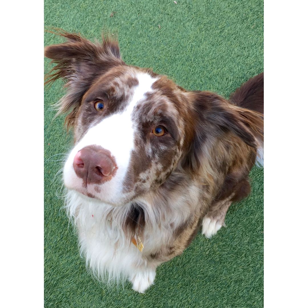 Fluffy brown and white dog with a speckled face and attentive eyes sitting on green grass, looking up.