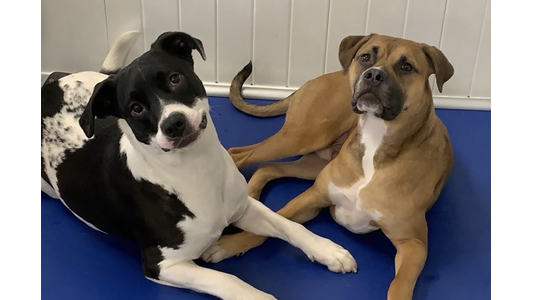 Two dogs lying on a blue floor. One is black and white with a tilted head, the other is brown with white markings, both looking forward.