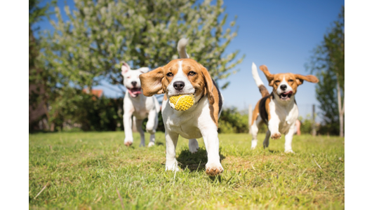 Three Beagle dogs running on grass, one carrying a yellow ball, with trees in the background under a clear blue sky.