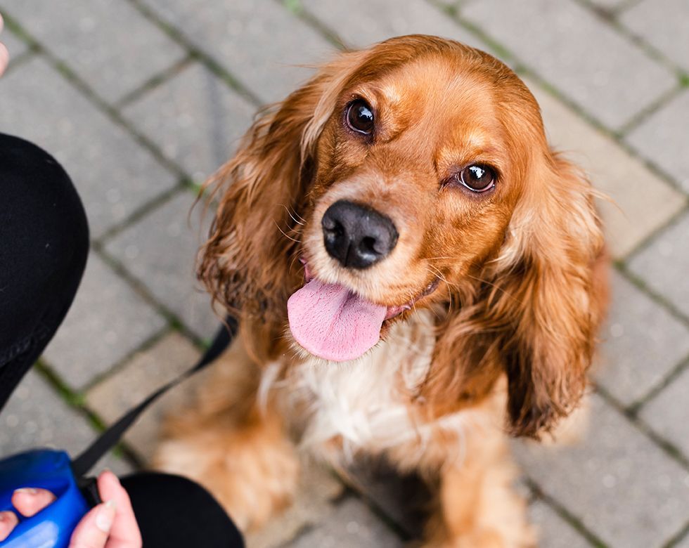 Brown cocker spaniel with a pink tongue out sits on a paved surface, looking up at a person holding a blue leash.