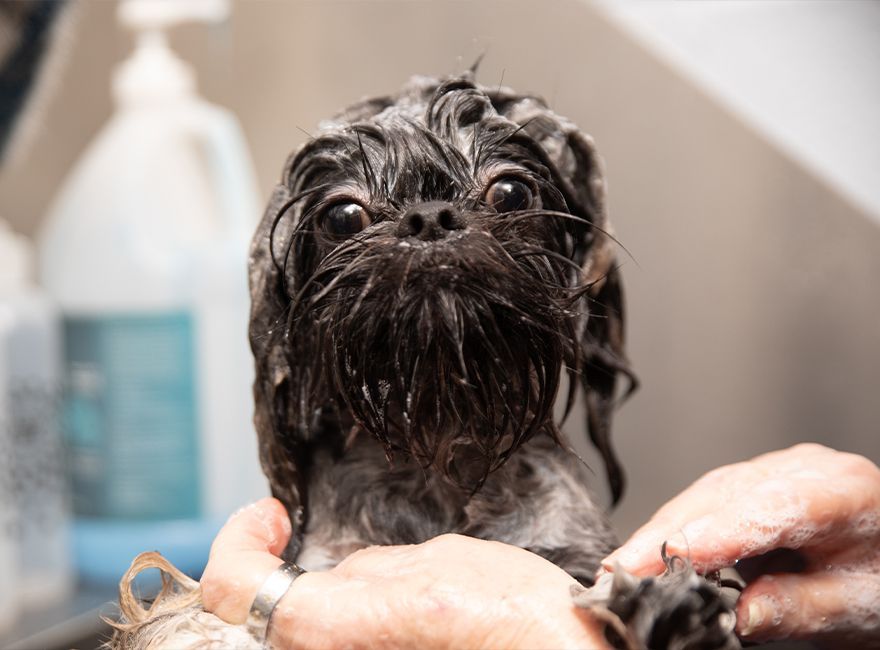 A small, dark-colored dog with completely wet, soapy hair looking directly at the camera while being bathed by a person's hands.