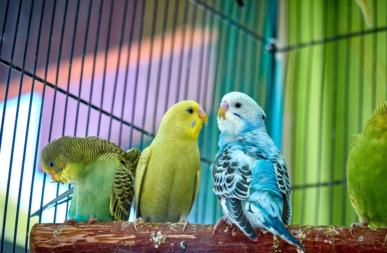 Three colorful budgerigars, green, yellow, and blue, perch on a branch inside a cage with vibrant bars.