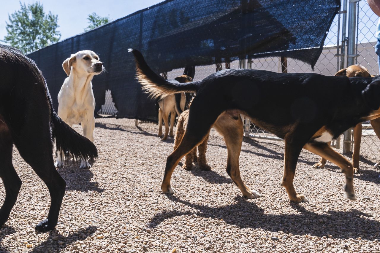 Dogs playing in play yard