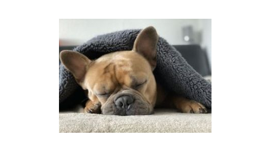 A sleeping French Bulldog under a cozy gray blanket on a couch.