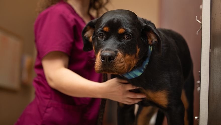 A Rottweiler wearing a blue bandana is gently held by a person in a maroon uniform inside what appears to be a veterinary clinic.