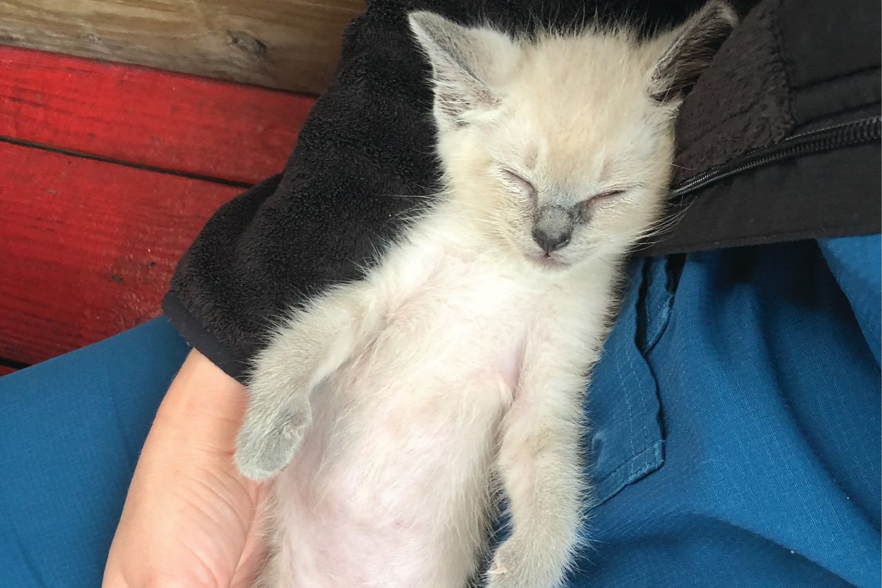 A small kitten with light fur is sleeping peacefully in a person's arms, wearing blue clothing against a wooden background.