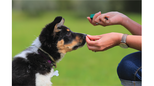 A Border Collie puppy being trained outdoors, focusing on a treat in a person's hand while holding a training clicker.