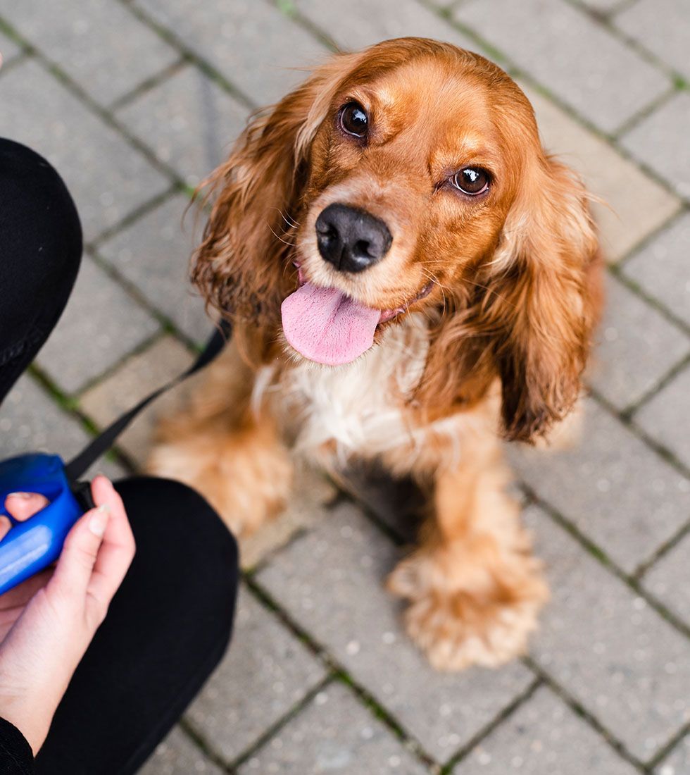 Brown dog with floppy ears and tongue out sits on a paved surface, looking up at a person holding a blue leash.