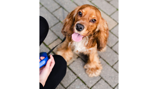 Brown Cocker Spaniel with long ears looks up, tongue out, sitting on a brick pavement next to a person holding a blue leash.