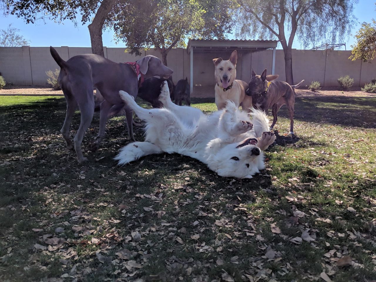 Several dogs play around a white fluffy dog lying on its back in a sunny park with trees and a fence in the background.