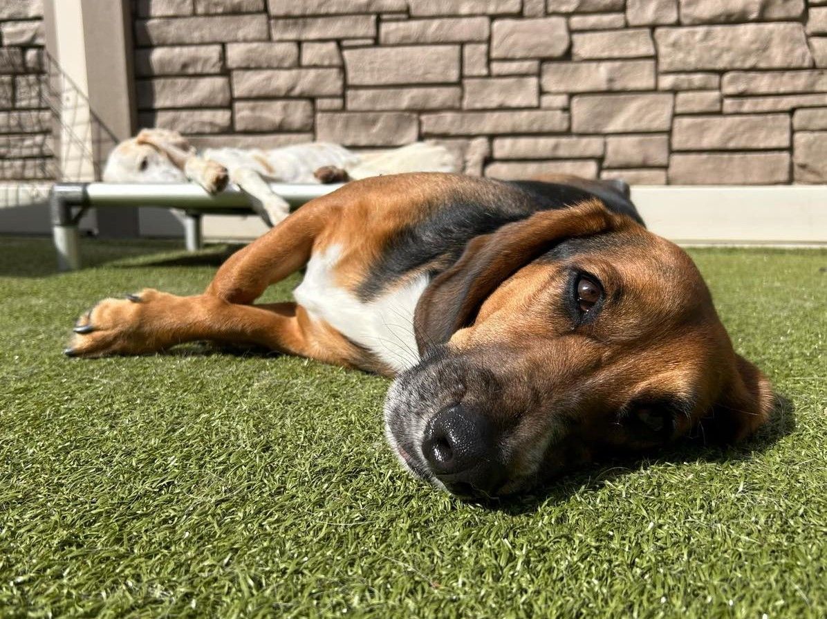a relaxed brown, black, and white hound mix resting comfortably on its side on green artificial turf, while another dog naps on an elevated cot in the background against a stone wall