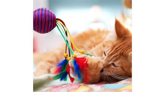 Orange cat playfully grabbing a colorful toy ball with feathers and strings on a soft surface.