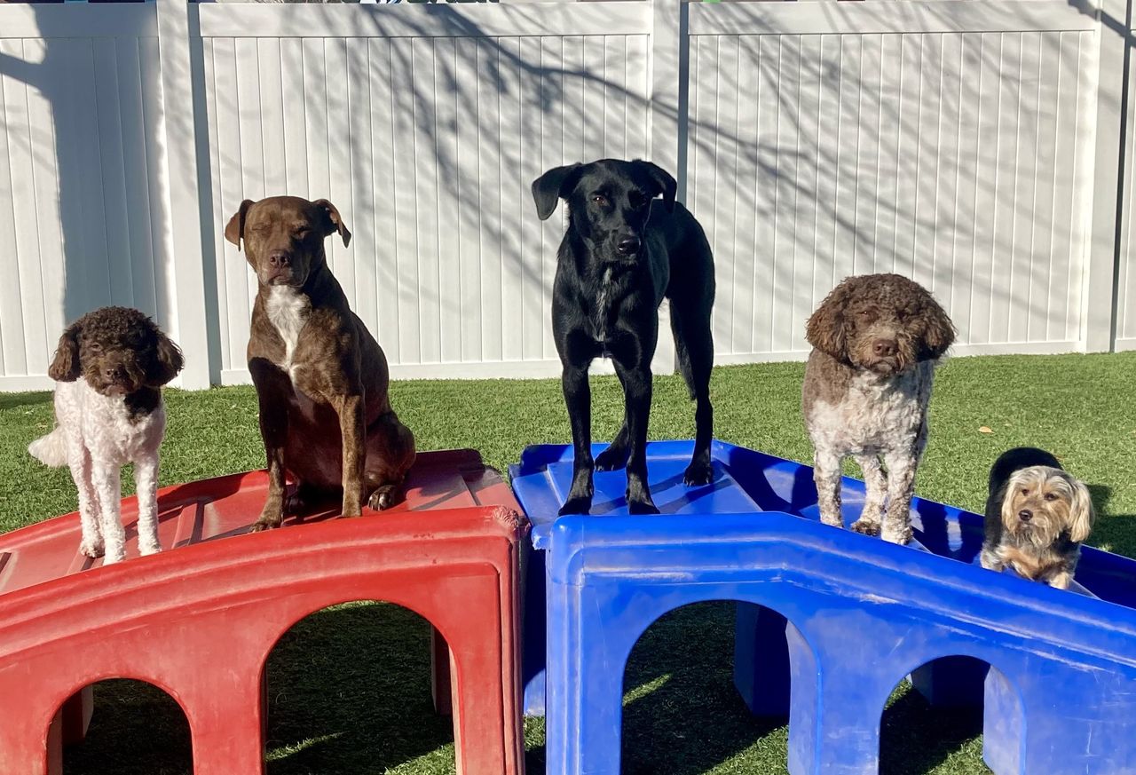 Five diverse dogs posing neatly together on red and blue plastic play bridges in a fenced outdoor turf play yard