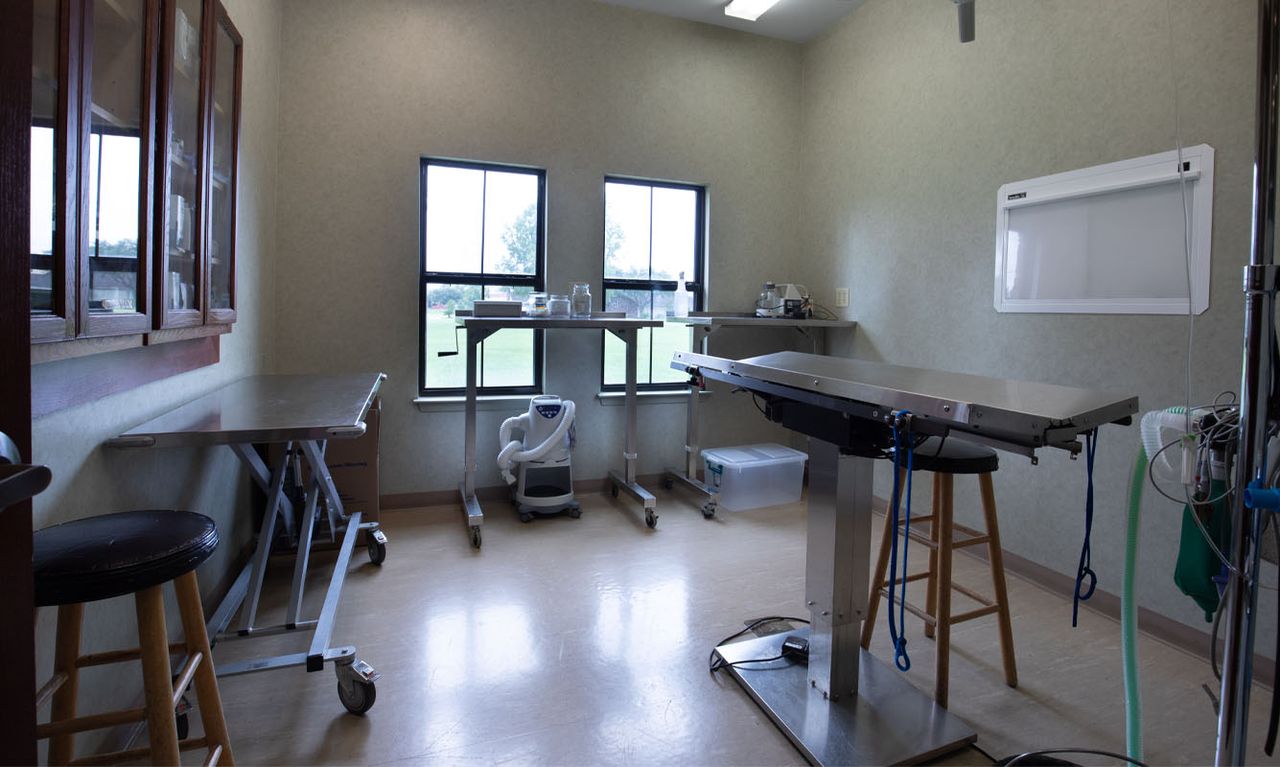 Veterinary exam room with tables, medical equipment, and large windows letting in natural light.