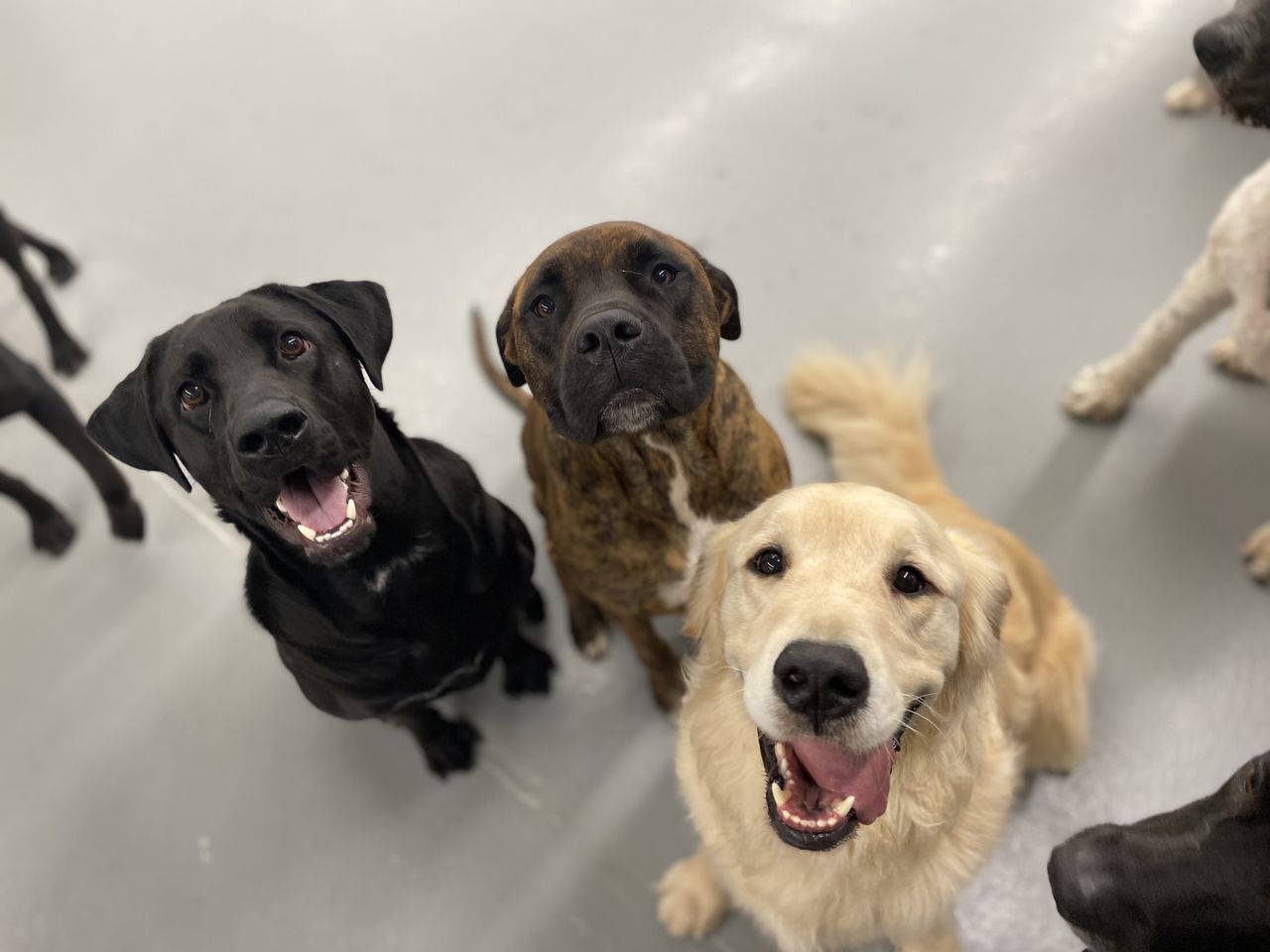 Three dogs, a black labrador, a brindle mix, and a golden retriever, sit on a gray floor, looking up with happy expressions.
