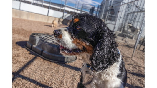 A black and white dog with brown markings stands in a fenced outdoor area, looking alert with its mouth slightly open.