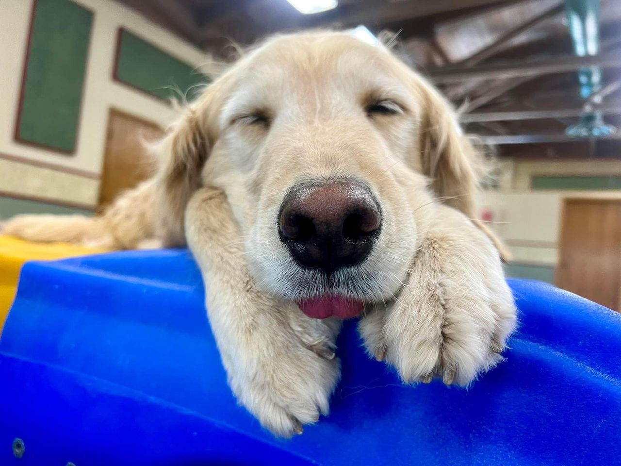 Golden retriever resting its head on a bright blue surface with eyes closed and tongue out.