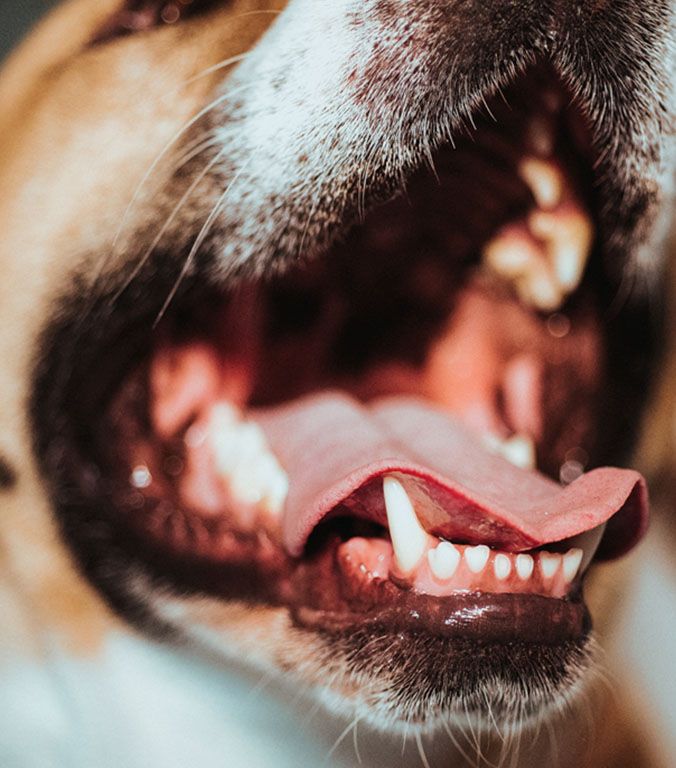 Close-up of a dog's mouth open wide, showing sharp teeth and the tongue curling back.