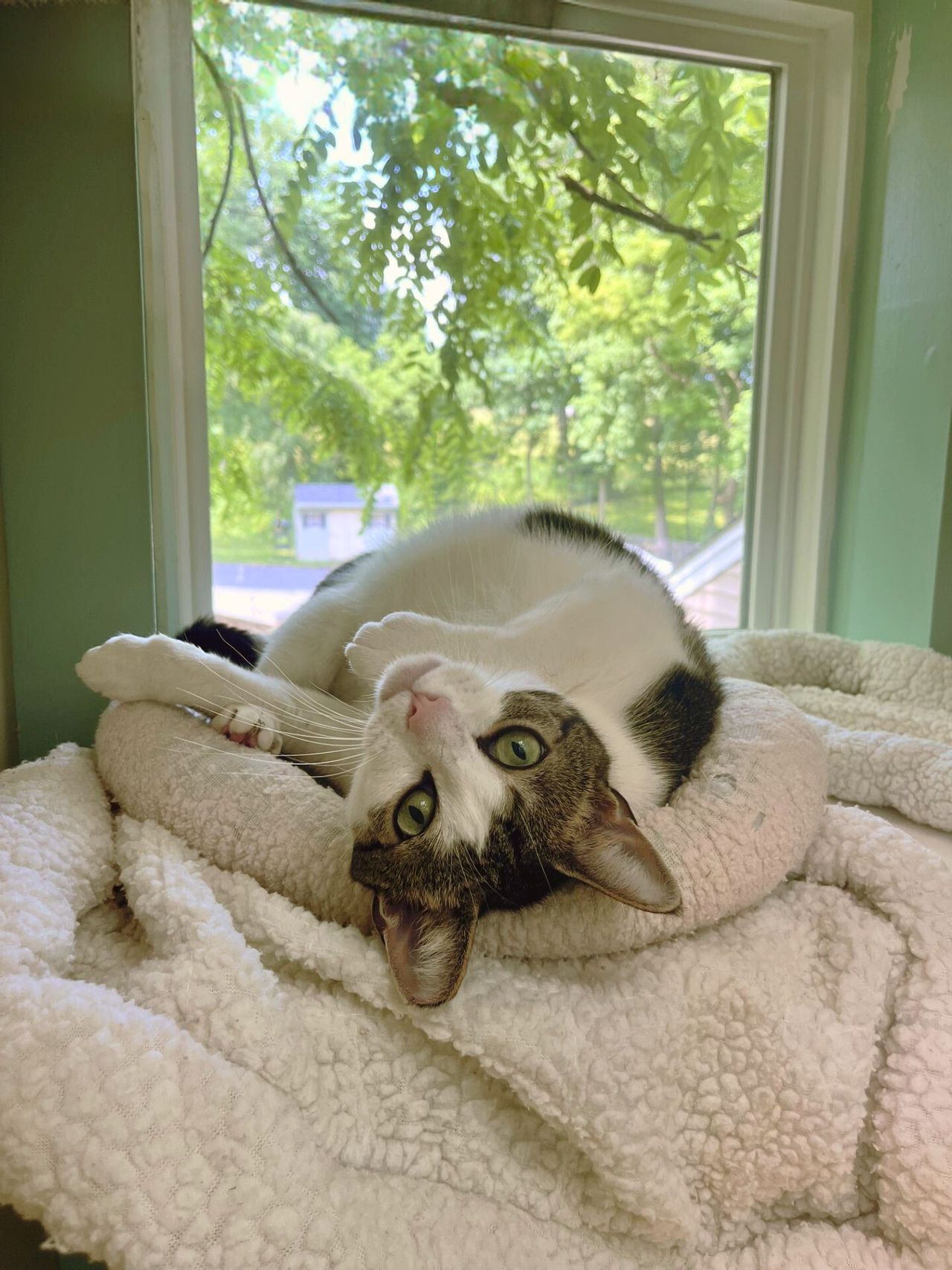 A cat with green eyes is playfully lying upside down on a fluffy blanket by a window, with greenery visible outside.