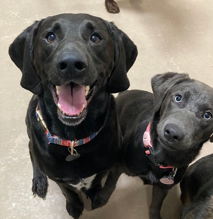 Smiling black Lab and a charcoal Lab puppy with blue-gray eyes looking up at the camera indoors